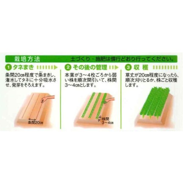 画像3: 送料無料　ミツバ　白茎三ツ葉（関東系）4ml（約780粒）タキイ種苗（株）MF (3)