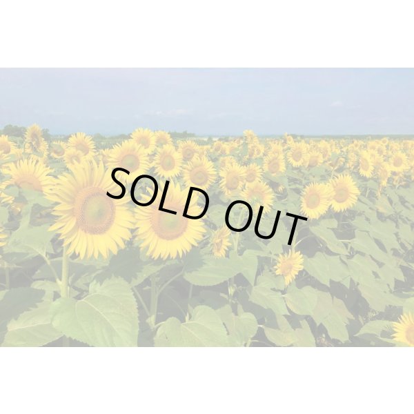 画像3: [景観形成作物]　ひまわり　NSクルナ　500ｇ　　雪印種苗（株） (3)