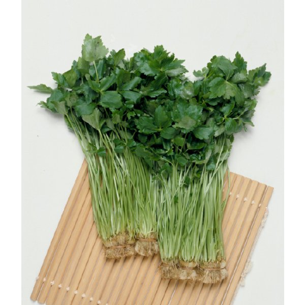 画像2: 送料無料　ミツバ　白茎三ツ葉（関東系）4ml（約780粒）タキイ種苗（株）MF (2)