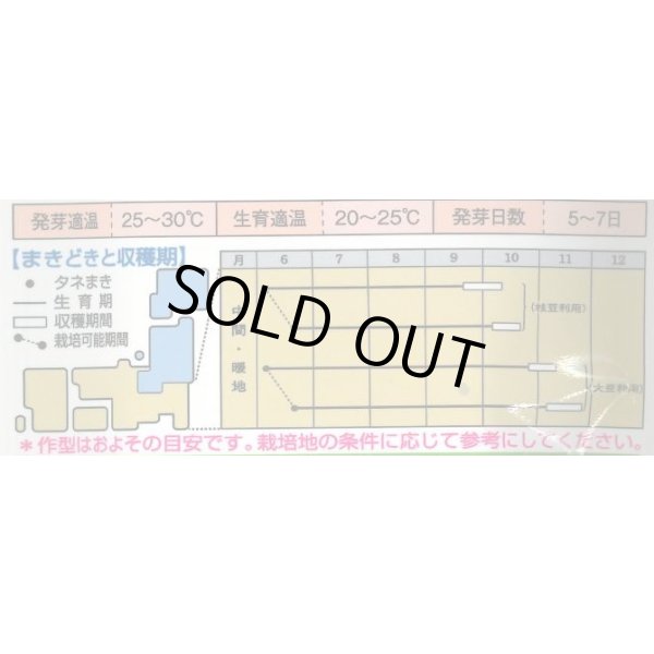 画像2: 送料無料　[枝豆]　丹波黒大粒大豆　35ml（約37粒）　タキイ種苗(株)GF (2)