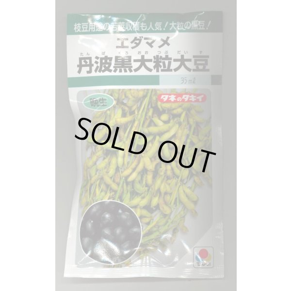 画像1: 送料無料　[枝豆]　丹波黒大粒大豆　35ml（約37粒）　タキイ種苗(株)GF (1)