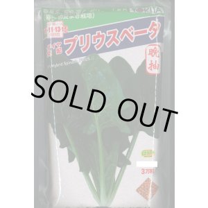 画像: [ほうれんそう]　ほうれんそう　プリウスベータ　　3万粒（種子サイズ：L）　トキタ種苗(株)