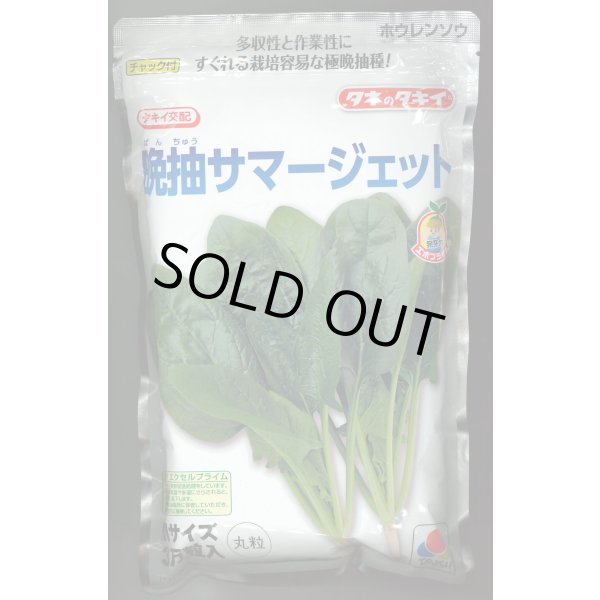 画像1: [ほうれんそう]　晩抽サマージェット　(種子サイズM)3万粒　タキイ種苗(株) (1)