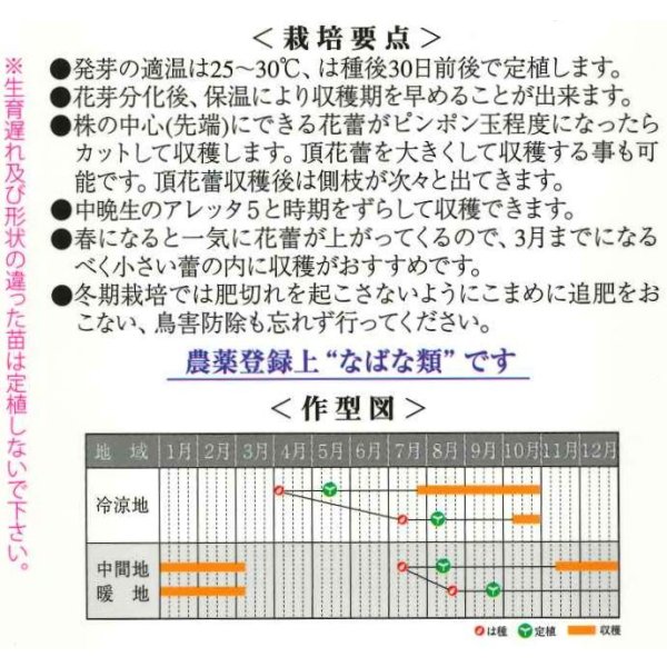 画像2: 送料無料　アレッタ2　1ml　裸種子(およそ150粒)　　松永種苗（株） (2)
