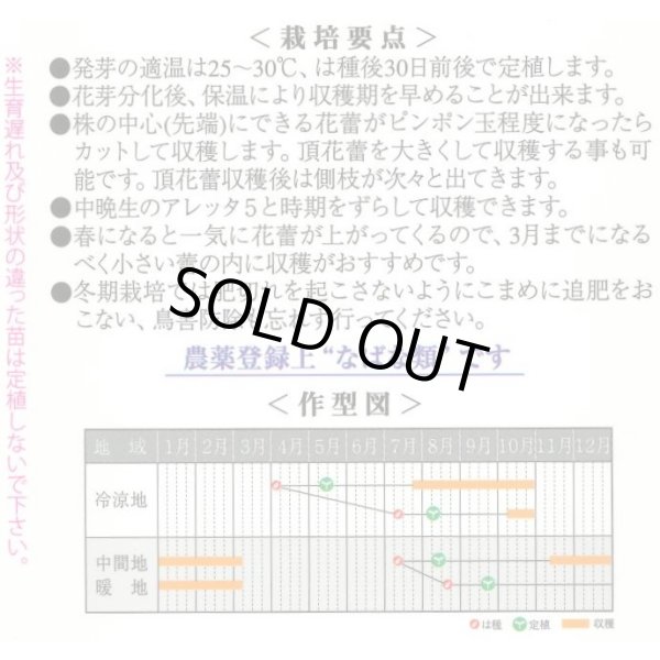 画像2: 送料無料　アレッタ2　1ml　裸種子(およそ150粒)　　松永種苗（株） (2)