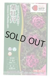 画像: 送料無料　花の種　葉牡丹　プラチナケールF1　グロッシーレッド　15粒　タキイ種苗(株)NL300