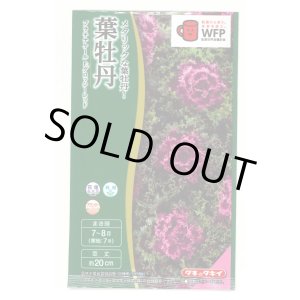 画像: 送料無料　花の種　葉牡丹　プラチナケールF1　グロッシーレッド　15粒　タキイ種苗(株)NL300