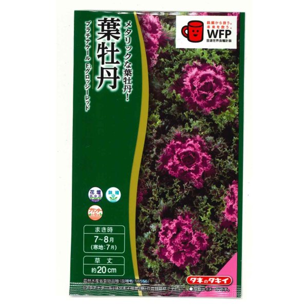 画像1: 送料無料　花の種　葉牡丹　プラチナケールF1　グロッシーレッド　15粒　タキイ種苗(株)NL300 (1)