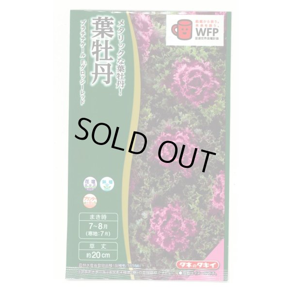 画像1: 送料無料　花の種　葉牡丹　プラチナケールF1　グロッシーレッド　15粒　タキイ種苗(株)NL300 (1)