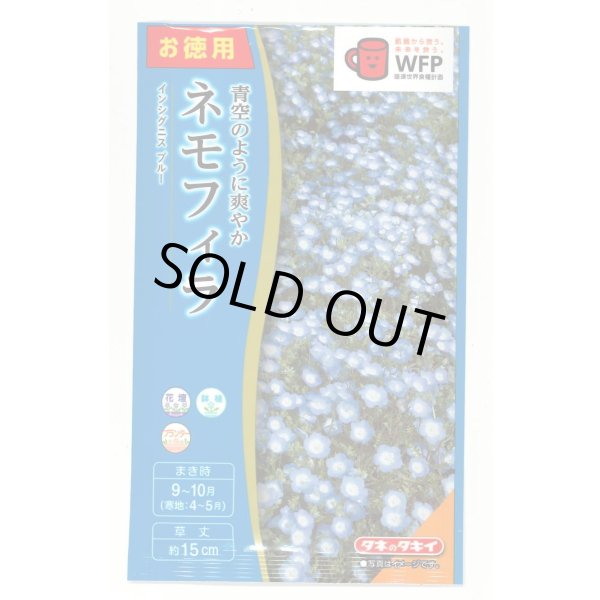 画像1: 送料無料　花の種　お徳用パック！ネモフィラ　インシグニスブルー　5ml　タキイ種苗(株)NL500 (1)