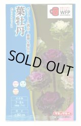 画像: 送料無料　花の種　葉牡丹　F1ラッフル　ミックス　約30粒　タキイ種苗(ＮL300)