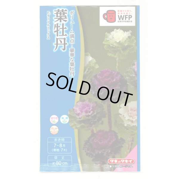 画像1: 送料無料　花の種　葉牡丹　F1ラッフル　ミックス　約30粒　タキイ種苗(ＮL300) (1)