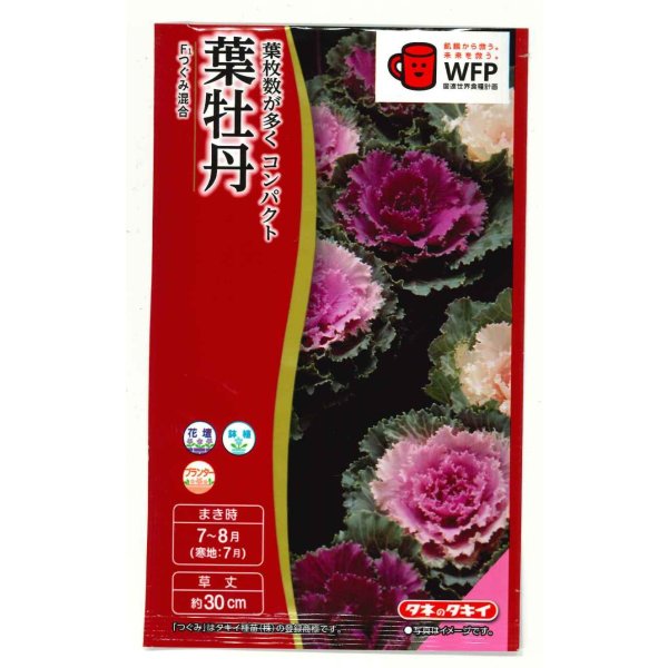 画像1: 送料無料　花の種　葉牡丹　F1つぐみ混合　タキイ種苗(株)NL300 (1)