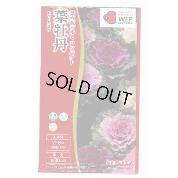 画像1: 送料無料　花の種　葉牡丹　F1つぐみ混合　タキイ種苗(株)NL300 (1)