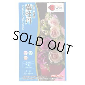 画像: 花の種　葉牡丹　プラチナケールF1　ルシールミックス　15粒