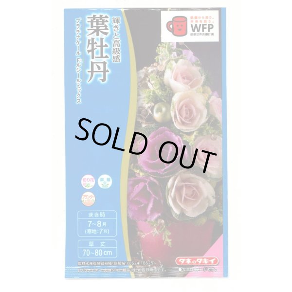 画像1: 花の種　葉牡丹　プラチナケールF1　ルシールミックス　15粒 (1)