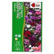 画像1: 送料無料　花の種　なでしこ　F1テルスター　混合　小袋　タキイ種苗(株)NL300 (1)