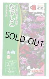 画像: 送料無料　花の種　なでしこ　F1テルスター　混合　小袋　タキイ種苗(株)NL300