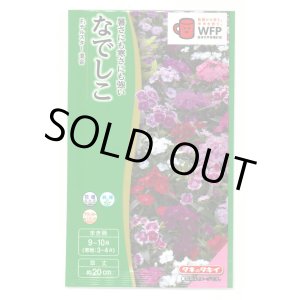 画像: 送料無料　花の種　なでしこ　F1テルスター　混合　小袋　タキイ種苗(株)NL300