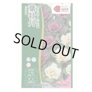 画像: 送料無料　花の種　葉牡丹　F1　はと混合　0.5ml　タキイ種苗(株)NL300