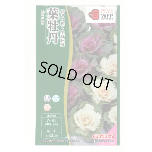 画像1: 送料無料　花の種　葉牡丹　F1　はと混合　0.5ml　タキイ種苗(株)NL300 (1)