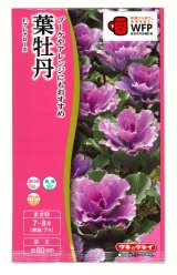 画像: 送料無料　花の種　葉牡丹　F1　フレアローズ　タキイ種苗(株)NL300