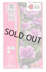 画像: 送料無料　花の種　葉牡丹　F1　フレアローズ　タキイ種苗(株)NL300