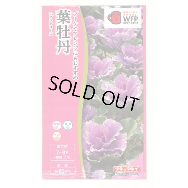 画像1: 送料無料　花の種　葉牡丹　F1　フレアローズ　タキイ種苗(株)NL300 (1)