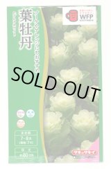 画像: 送料無料　花の種　葉牡丹　F1　フレアホワイト　タキイ種苗(株)NL300