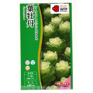 画像: 送料無料　花の種　葉牡丹　F1　フレアホワイト　タキイ種苗(株)NL300