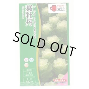 画像: 送料無料　花の種　葉牡丹　F1　フレアホワイト　タキイ種苗(株)NL300