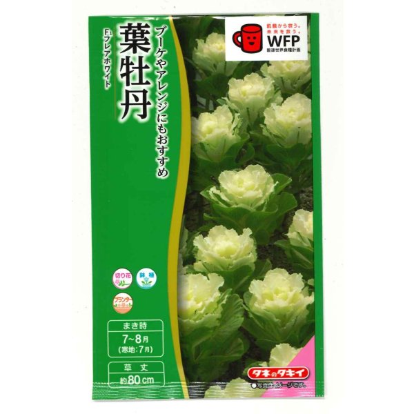 画像1: 花の種 葉牡丹 F1 フレアホワイト タキイ種苗(株)NL300 (1)