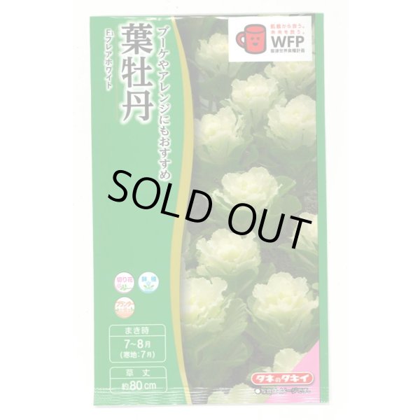 画像1: 送料無料　花の種　葉牡丹　F1　フレアホワイト　タキイ種苗(株)NL300 (1)