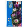 画像1: 送料無料　花の種　葉牡丹　ファインミックス　タキイ種苗(株)NL300 (1)