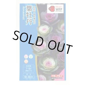 画像: 送料無料　花の種　葉牡丹　ファインミックス　タキイ種苗(株)NL300