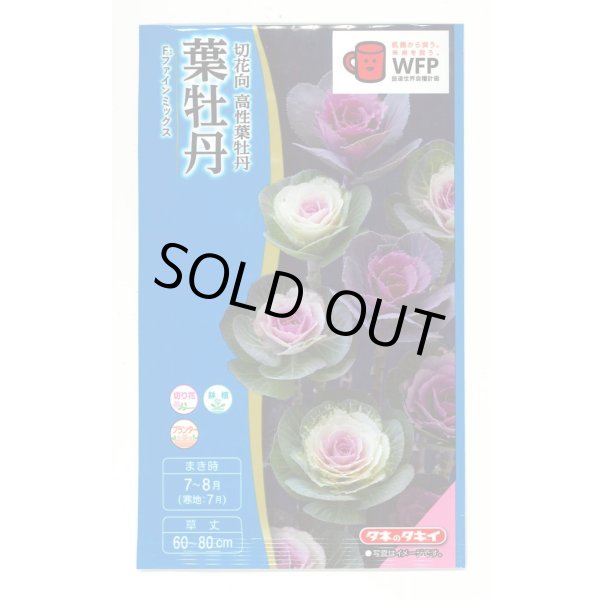 画像1: 送料無料　花の種　葉牡丹　ファインミックス　タキイ種苗(株)NL300 (1)