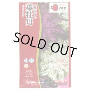 画像: 送料無料　花の種　葉牡丹　くじゃく混合　0.5ml　タキイ種苗(株)NL300