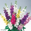 画像3: 送料無料　花の種　ストック　クリスマス混合　小袋（約120粒）タキイ種苗（株）NL200 (3)