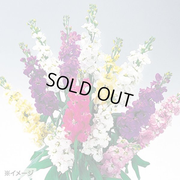 画像3: 送料無料　花の種　ストック　クリスマス混合　小袋（約120粒）タキイ種苗（株）NL200 (3)