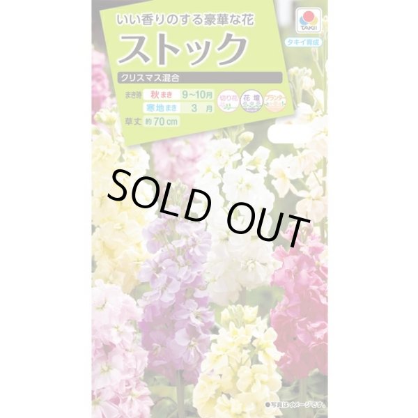 画像1: 送料無料　花の種　ストック　クリスマス混合　小袋（約120粒）タキイ種苗（株）NL200 (1)