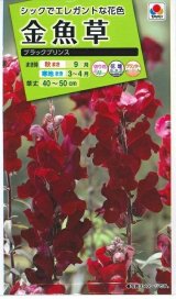 画像: 送料無料　花の種　金魚草　ブラックプリンス　　小袋（約120粒）タキイ種苗（株）NL200