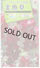 画像: 送料無料　花の種　金魚草　ブラックプリンス　　小袋（約120粒）タキイ種苗（株）NL200