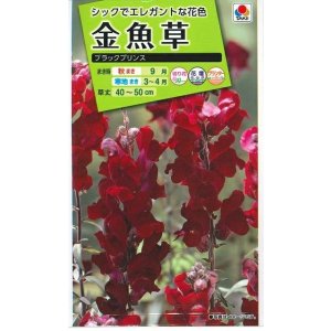 画像: 送料無料　花の種　金魚草　ブラックプリンス　　小袋（約120粒）タキイ種苗（株）NL200