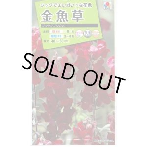 画像: 送料無料　花の種　金魚草　ブラックプリンス　　小袋（約120粒）タキイ種苗（株）NL200