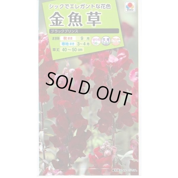 画像1: 送料無料　花の種　金魚草　ブラックプリンス　　小袋（約120粒）タキイ種苗（株）NL200 (1)