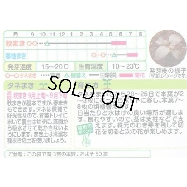 画像2: 送料無料　花の種　金魚草　ブラックプリンス　　小袋（約120粒）タキイ種苗（株）NL200 (2)