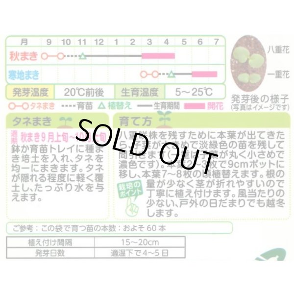 画像2: 送料無料　花の種　ストック　クリスマス混合　小袋（約120粒）タキイ種苗（株）NL200 (2)