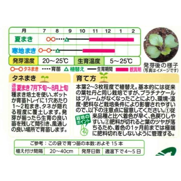 画像3: 送料無料　花の種　葉牡丹　クリスタルワイン＆バニラ　小袋（約20粒）タキイ種苗（株）NL300 (3)