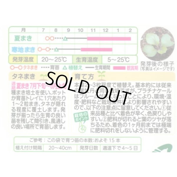 画像3: 送料無料　花の種　葉牡丹　クリスタルワイン＆バニラ　小袋（約20粒）タキイ種苗（株）NL300 (3)