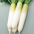 画像3: 送料無料　[大根]　夏秋自慢　約125粒　実咲450（203249）　(株)サカタのタネ (3)